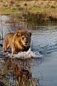 163 Okavango Delta, leeuw
